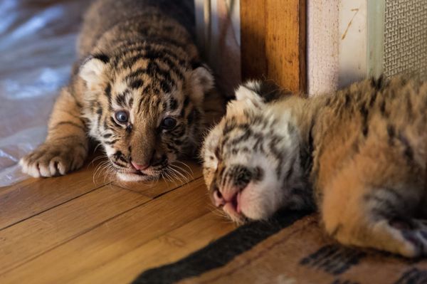 Female Dog Nurses Three Amur Tigers  - Sputnik International