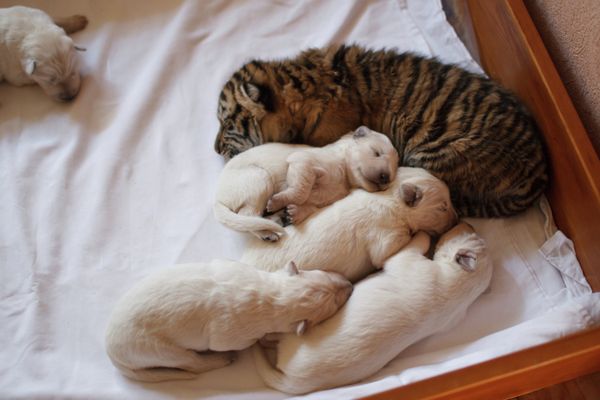 Female Dog Nurses Three Amur Tigers  - Sputnik International