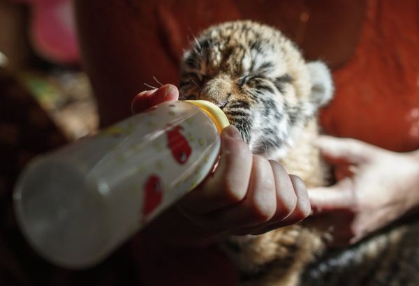 Female Dog Nurses Three Amur Tigers  - Sputnik International