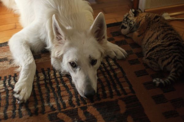 Female Dog Nurses Three Amur Tigers  - Sputnik International