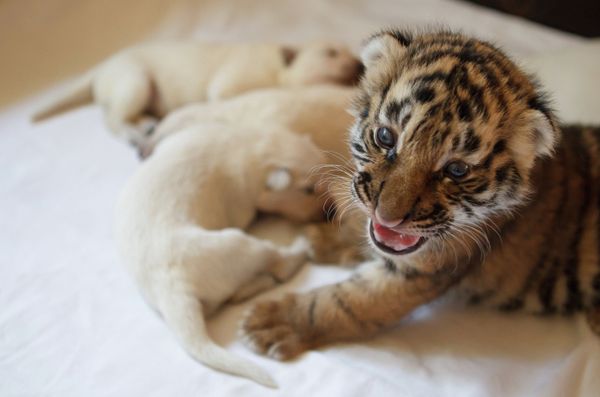 Female Dog Nurses Three Amur Tigers - Sputnik International