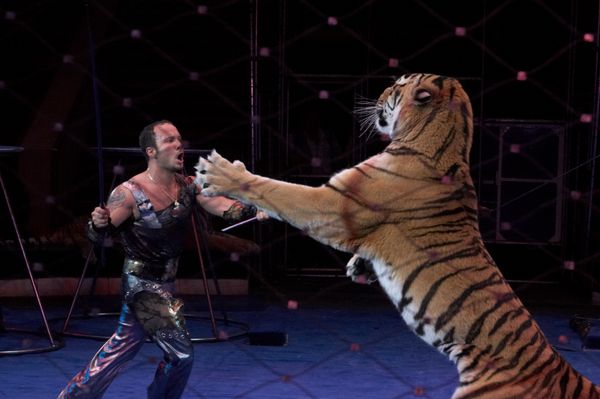 Seven Russian Circus Tigers ‘Poisoned by Rivals’         - Sputnik International