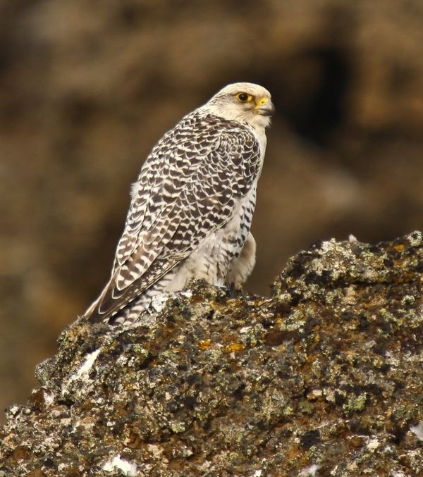 Police Swoop on Russian Falcon Smugglers - Sputnik International