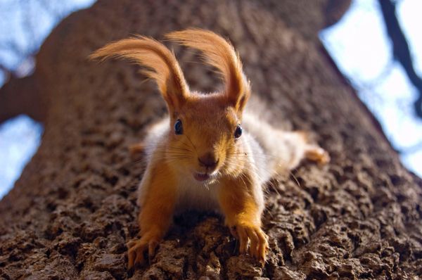 Squirrel - Sputnik International