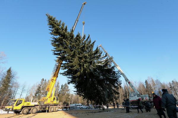 Russia’s Main Christmas Tree Headed for Kremlin Square - Sputnik International