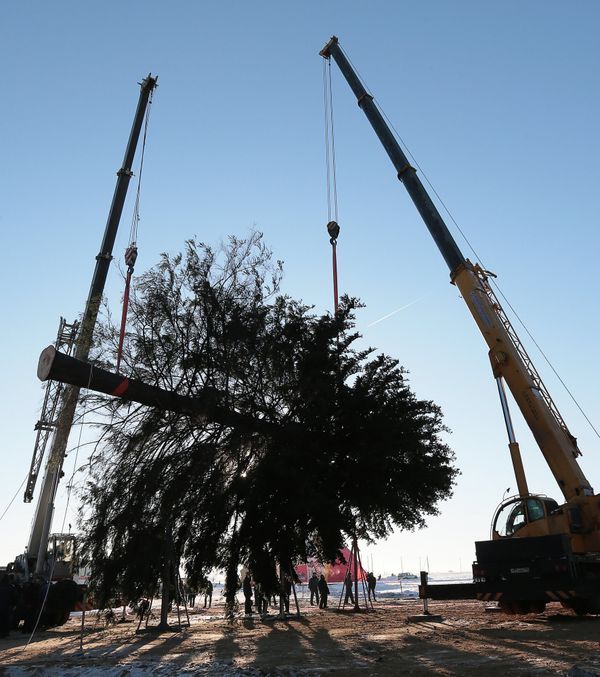 Russia’s Main Christmas Tree Headed for Kremlin Square - Sputnik International