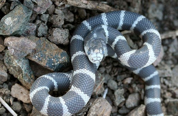 Nuclear Town Zoo Celebrates 'Year of the Snake'         - Sputnik International