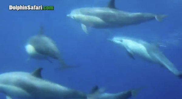 Dolphin Stampede Overtakes Whale Watching Boat - Sputnik International