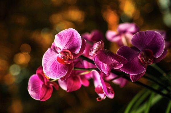 Winter Orchid Festival at Moscow State University’s Botanical Garden Winter Orchid Festival at Moscow State University’s Botanical Garden - Sputnik International