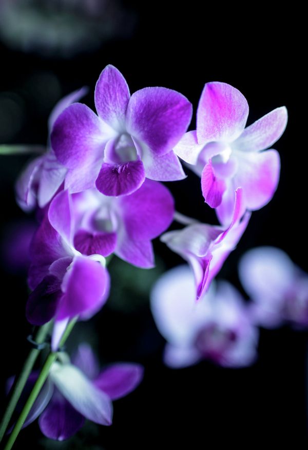 Winter Orchid Festival at Moscow State University’s Botanical Garden Winter Orchid Festival at Moscow State University’s Botanical Garden - Sputnik International