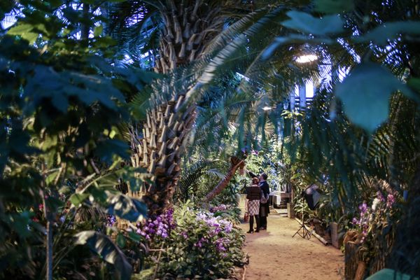 Winter Orchid Festival at Moscow State University’s Botanical Garden Winter Orchid Festival at Moscow State University’s Botanical Garden - Sputnik International