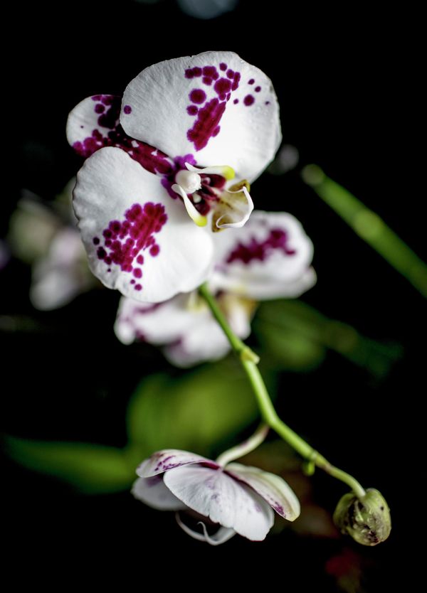 Winter Orchid Festival at Moscow State University’s Botanical Garden Winter Orchid Festival at Moscow State University’s Botanical Garden - Sputnik International