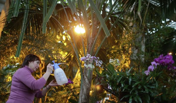 Winter Orchid Festival at Moscow State University’s Botanical Garden Winter Orchid Festival at Moscow State University’s Botanical Garden - Sputnik International