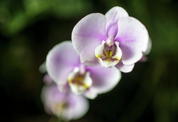 Winter Orchid Festival at Moscow State University’s Botanical Garden Winter Orchid Festival at Moscow State University’s Botanical Garden - Sputnik International