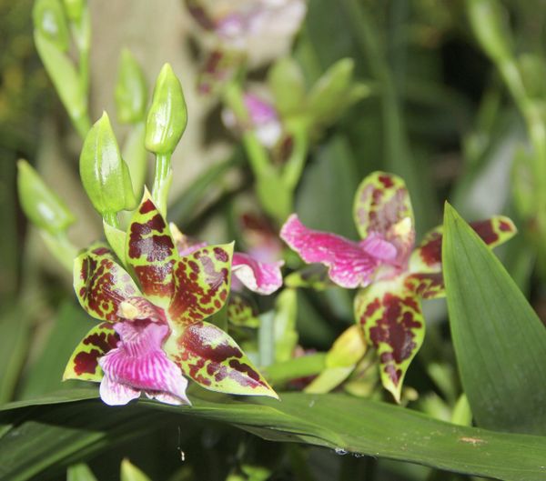 Winter Orchid Festival at Moscow State University’s Botanical Garden Winter Orchid Festival at Moscow State University’s Botanical Garden - Sputnik International