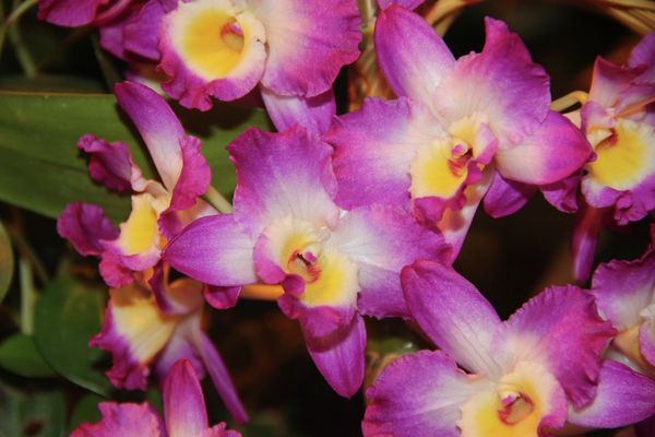 Winter Orchid Festival at Moscow State University’s Botanical Garden Winter Orchid Festival at Moscow State University’s Botanical Garden - Sputnik International