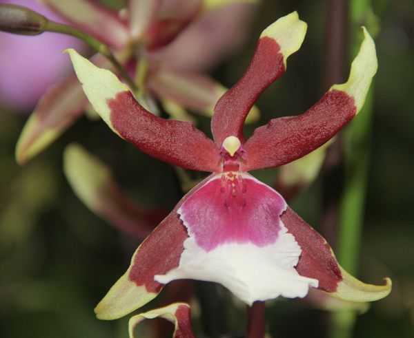 Winter Orchid Festival at Moscow State University’s Botanical Garden Winter Orchid Festival at Moscow State University’s Botanical Garden - Sputnik International