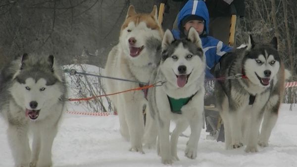 Bringing Chukotka and Huskies Closer to Moscow - Sputnik International