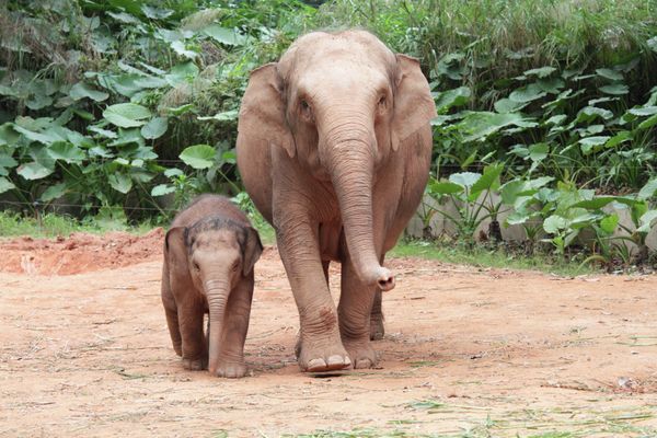 Animals and Birds at the Chimelong Safari Park in China - Sputnik International