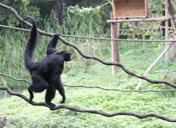 Animals and Birds at the Chimelong Safari Park in China - Sputnik International