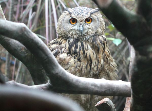 Animals and Birds at the Chimelong Safari Park in China - Sputnik International