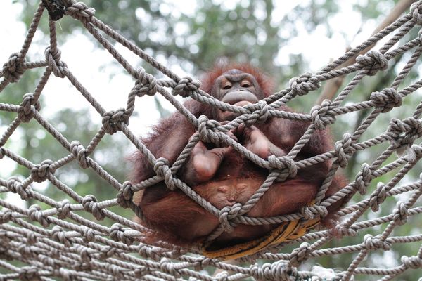 Animals and Birds at the Chimelong Safari Park in China - Sputnik International