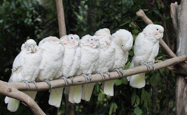 Animals and Birds at the Chimelong Safari Park in China - Sputnik International