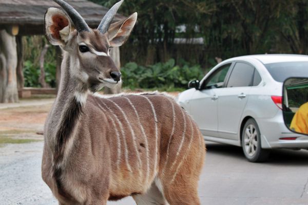 Animals and Birds at the Chimelong Safari Park in China - Sputnik International