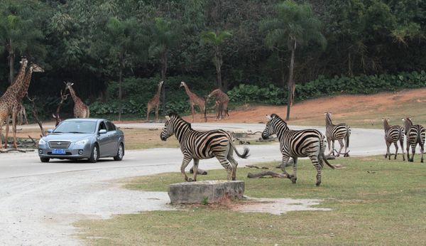 Animals and Birds at the Chimelong Safari Park in China - Sputnik International