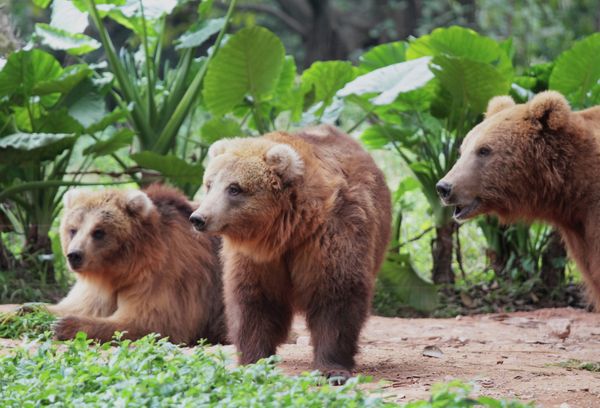 Animals and Birds at the Chimelong Safari Park in China - Sputnik International