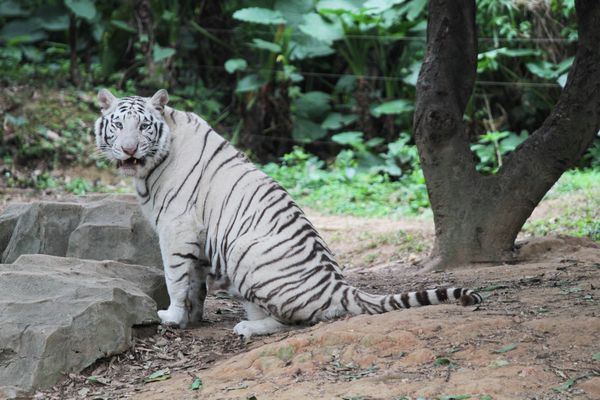 Animals and Birds at the Chimelong Safari Park in China - Sputnik International