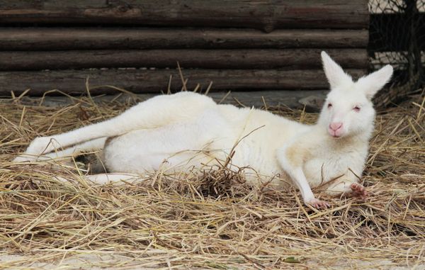 Animals and Birds at the Chimelong Safari Park in China - Sputnik International