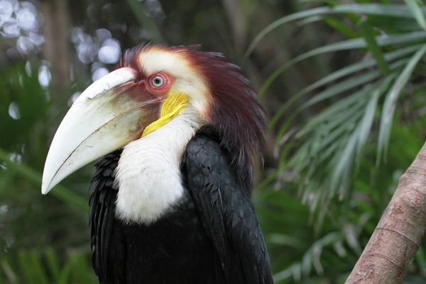 Animals and Birds at the Chimelong Safari Park in China - Sputnik International