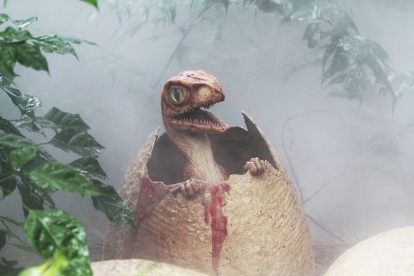 Animals and Birds at the Chimelong Safari Park in China - Sputnik International