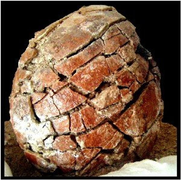 India Moves to Stop Illegal Sales of Dinosaur Eggs - Sputnik International