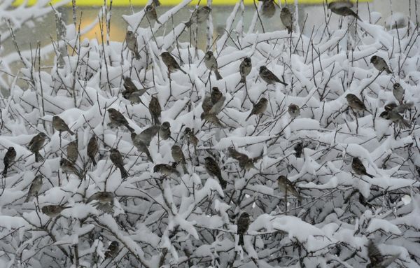Russian Bird Migration Delayed by Cold - Sputnik International