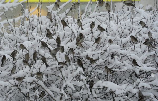 Heavy Snowfall Blankets Moscow - Sputnik International