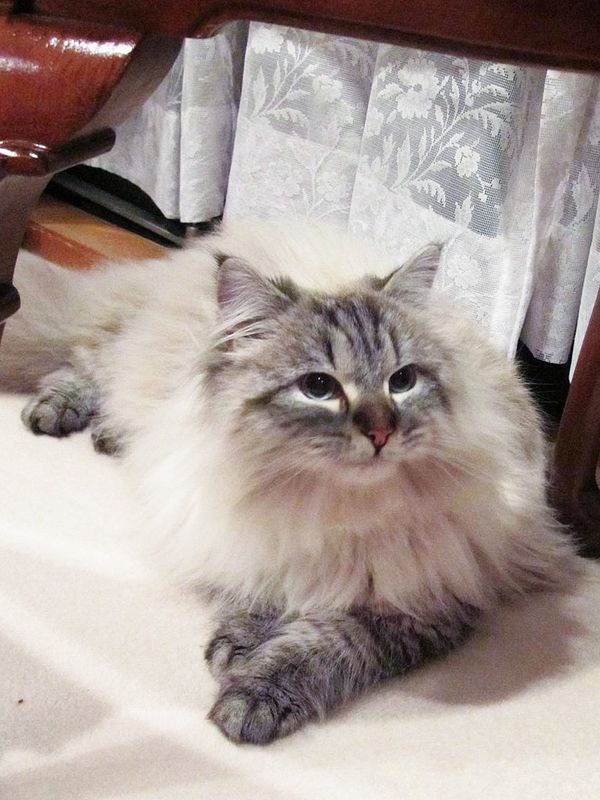 Putin’s Gift Cat Meets Japanese Owner - Sputnik International