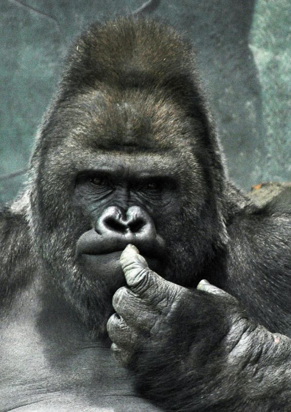Gorilla in Moscow Zoo - Sputnik International