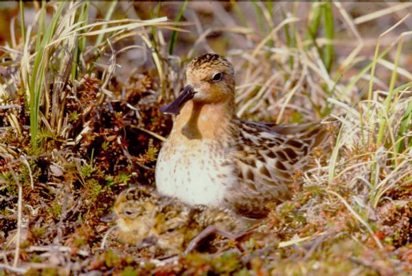 Spoon-billed sandpiper - Sputnik International