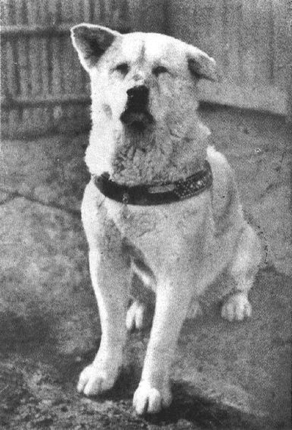 Dog Heroes Dog Heroes - Sputnik International