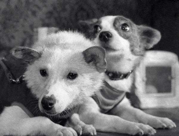 Dog Heroes Dog Heroes - Sputnik International