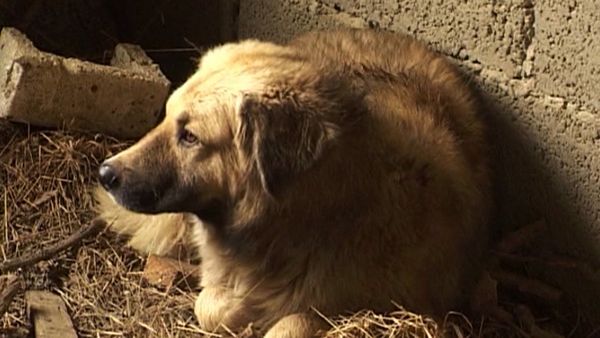 Dog Heroes Dog Heroes - Sputnik International