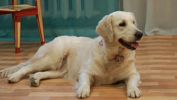 Dog Heroes Dog Heroes - Sputnik International