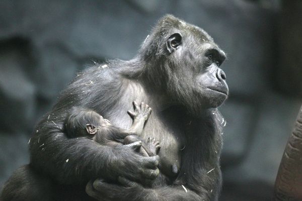 Seven Days in Photographs, February 2-8, 2013 - Sputnik International