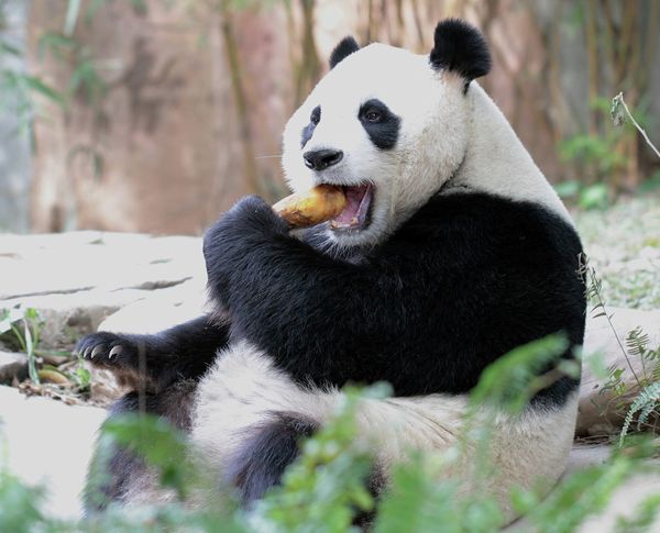 Giant Pandas at South China’s Chimelong Safari Park in Guangzhou - Sputnik International