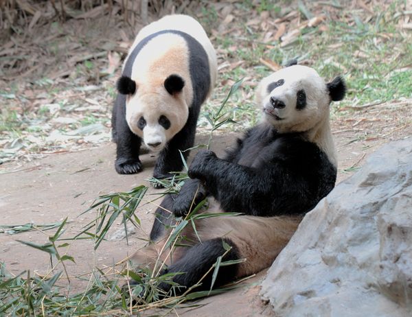 Giant Pandas at South China’s Chimelong Safari Park in Guangzhou - Sputnik International