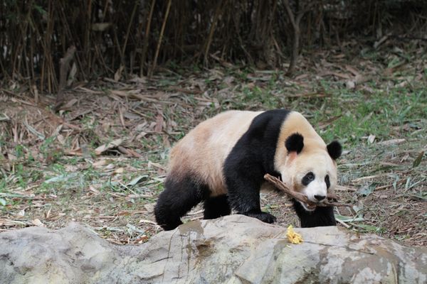 Giant Pandas at South China’s Chimelong Safari Park in Guangzhou - Sputnik International