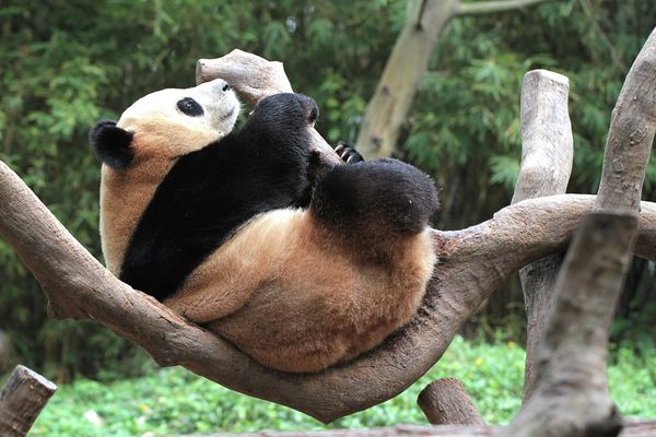 Giant Pandas at South China’s Chimelong Safari Park in Guangzhou - Sputnik International