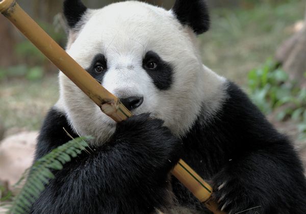 Giant Pandas at South China’s Chimelong Safari Park in Guangzhou - Sputnik International